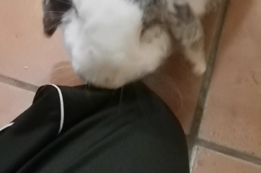 Bnuuy cleaning me! It's so cute but it tickles so much 🤣