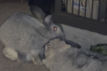 They are constantly loving each other