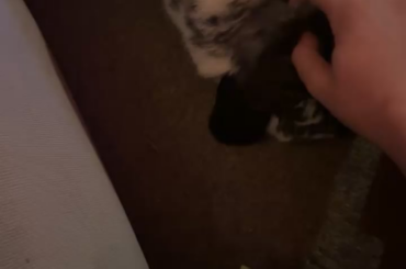 Rabbit noises?