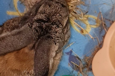 Phoenix new favorite toy, hay wrapped in yarn