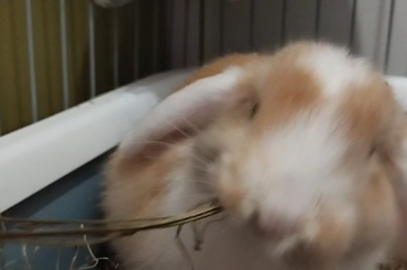 fat bunny eating hay