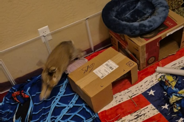 Male rabbit free to the right home!