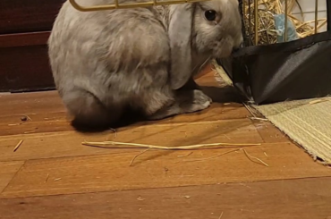 What does this behaviour mean?