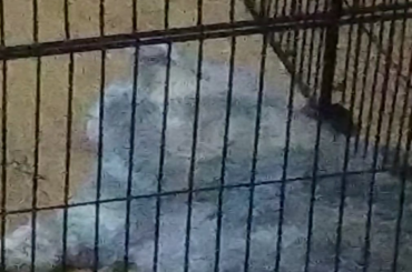 Is it me or does my bunny lick his paw like a child sucks his thumb ?