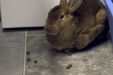 What is this movement/noise? Is he okay?