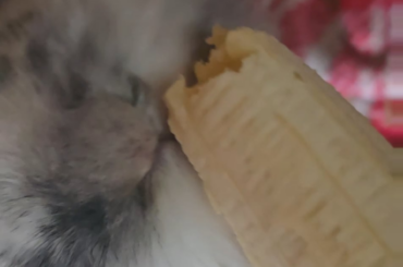 They're crazy for Nanners