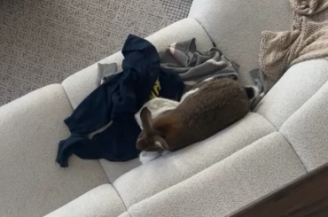willow is very excited about sweaters on the couch