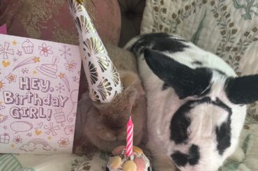 Miffy’s first b’day …