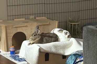 My bunnies just chilling
