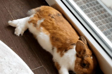 I'm pretty sure he's the reason why some people think they're rodents.