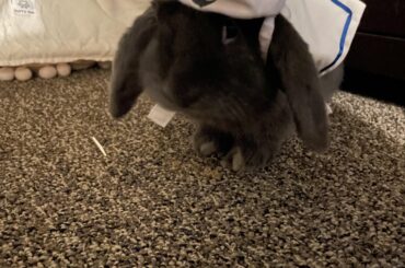 Hoppy Halloween from blueberry