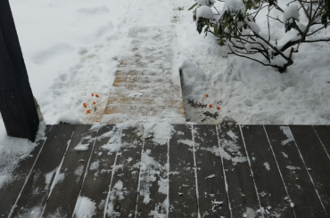Be rejuvenated by the gentle sounds of bunny rabbits eating around a snowy porch. <3