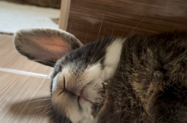Good night bunny friends!