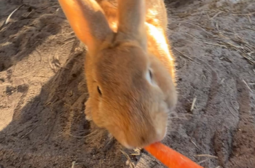 Comrade Bun has forgotten how to share for the collective good.