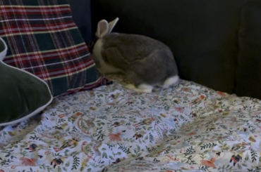 It’s Daisy’s world, I just live in it 🐰