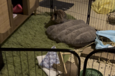 Happy rabbit