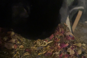 baby enjoying his treat