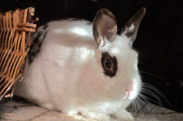 This is Jazz! She is 9, and does not do interviews, but here she is through a zoom lens.