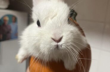 pumpkin finds
