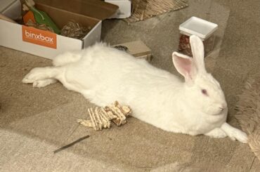 CEO of Relaxation 🐇🦶🧘🏻‍♀️
