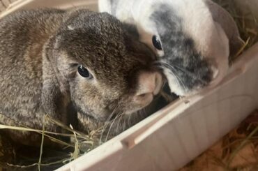 bonbon passed last night, i am deeply heartbroken