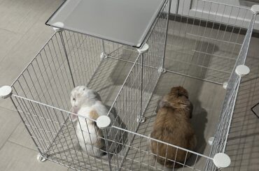 early bonding sessions