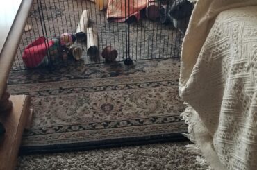 No bunny to see here