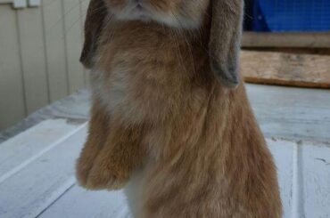 My cutie🐰