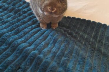 Please can someone tell me why is he so cute?