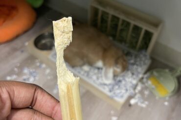 Hmmm I wonder who the culprit is?🤔
