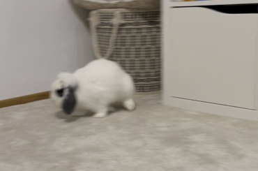 My sweet boy Thumper