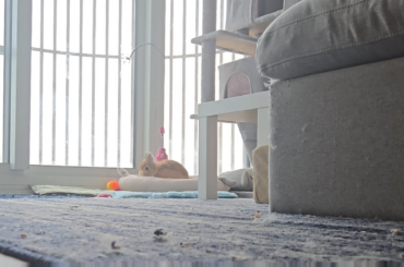 Spencers favourite place in the apartment to run 🥰