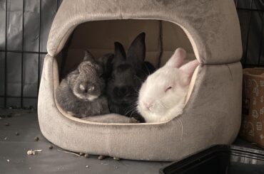 Update on found abandoned bunny