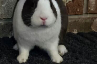 Need advice deterring my bun from humping me