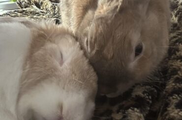 Warm Snuggles