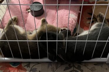 Male is humping female a lot during bonding process - is this normal or something to be concerned about?