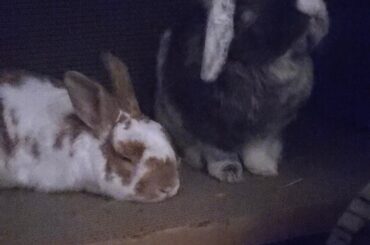 Bonding help, small fight, passive agressive grooming