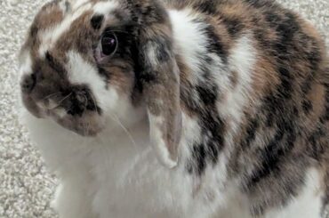 Uncharacteristically inactive bun?