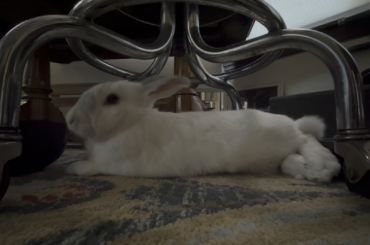 Woke the beast, you must die