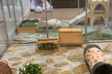 Some impressive vertical jumping skill