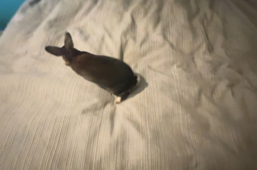 I finally have a bunny who will make my bed for me!