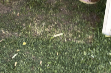 My friend’s pet bun