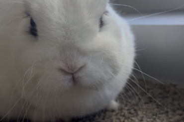 Is my bun flaring?