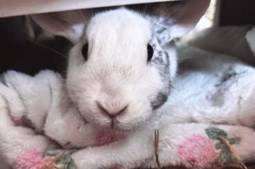 my new bunny won’t stop eating straw.