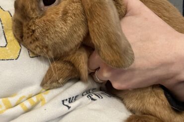 Merry would like virtual carrots this time for HIS bravery during a nail trim