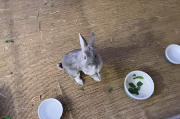 He always does a circle for his pellets.