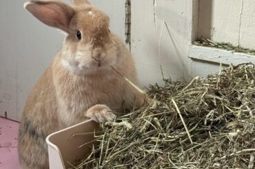 Meet Willow!