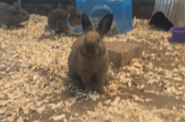 Made an impulse decision to get a 2nd rabbit after seeing this little guy in a pet store