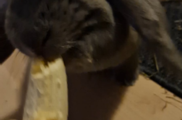 why does she try to hit the banana at the end?