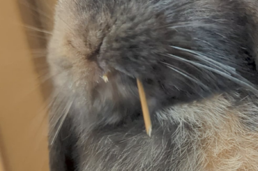 Big hay in small mouf